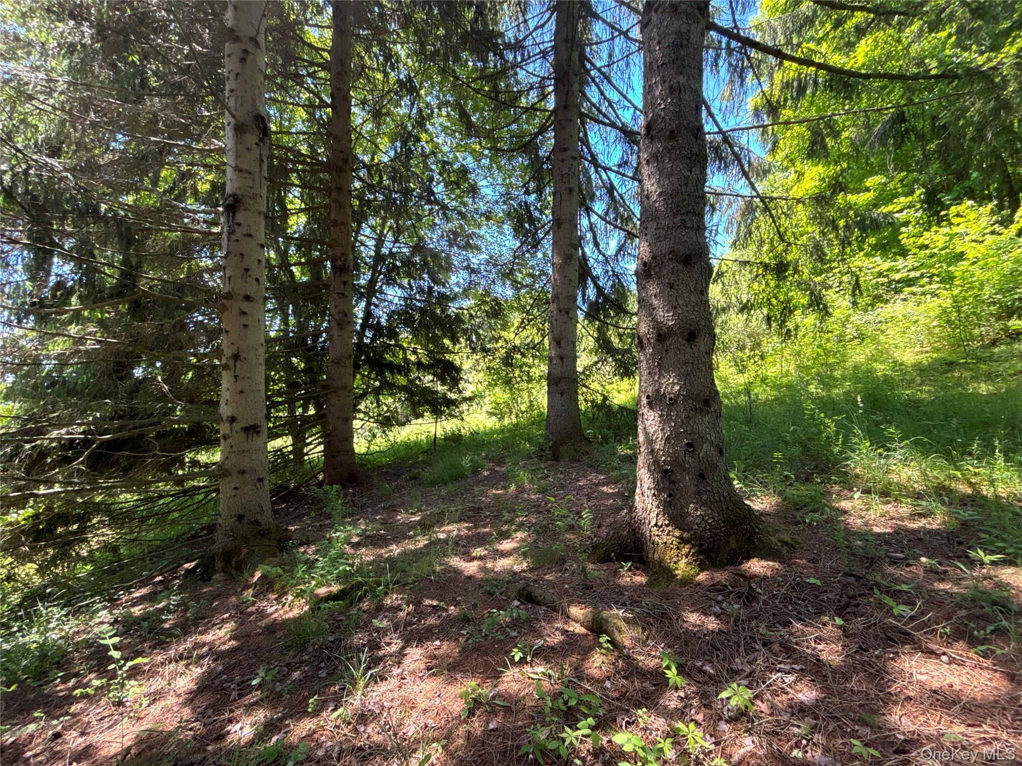 Single Family Murphy Hill Road Delaware County, NY 13731, MLS-1018789-29