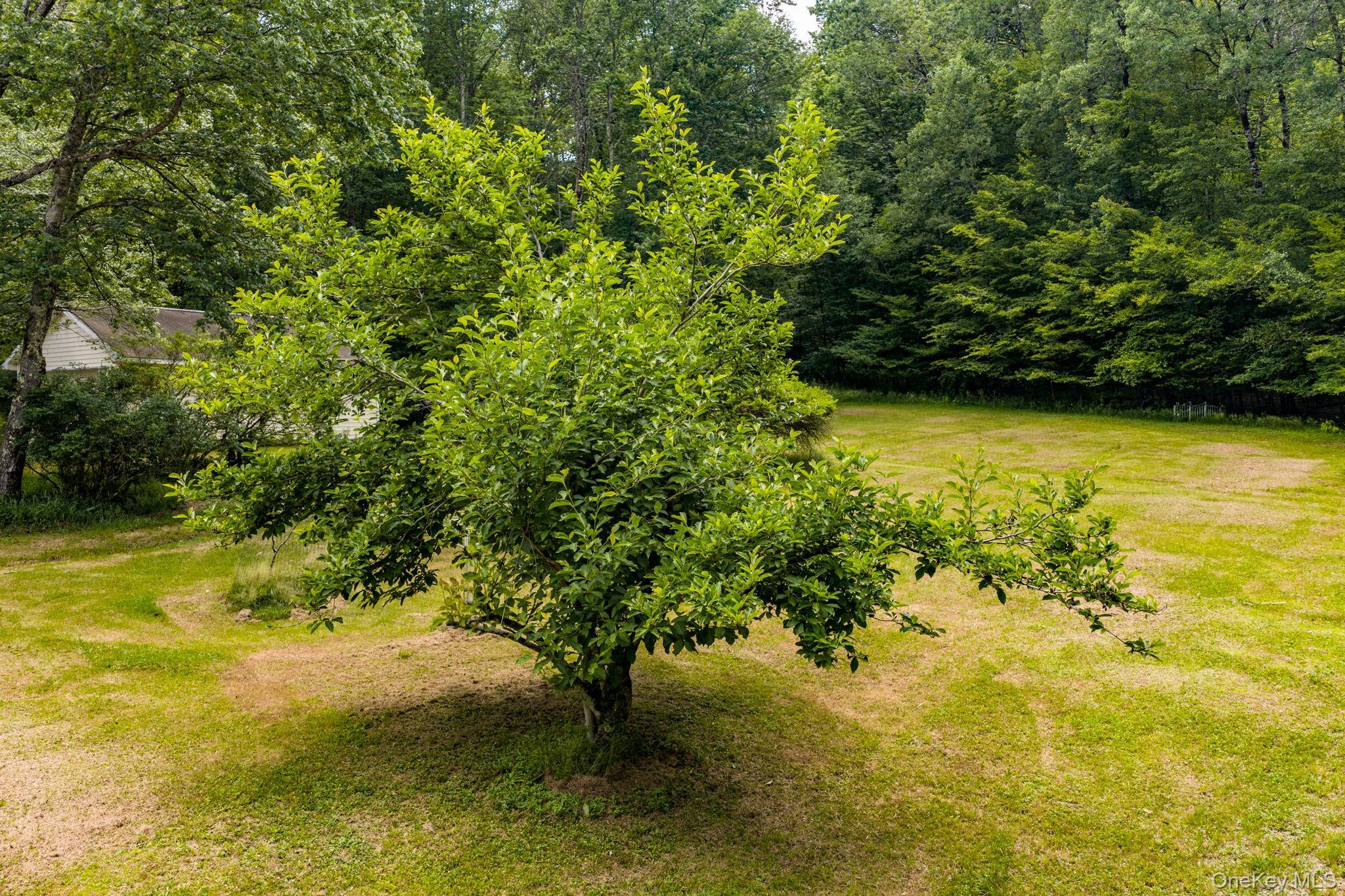 Single Family Hoffman Road  Sullivan County, NY 12741, MLS-1020034-31