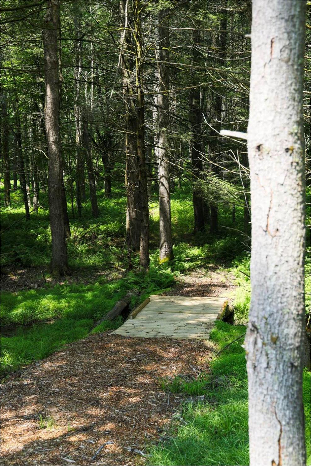 Single Family Reyer Road  Sullivan County, NY 12764, MLS-1021858-41