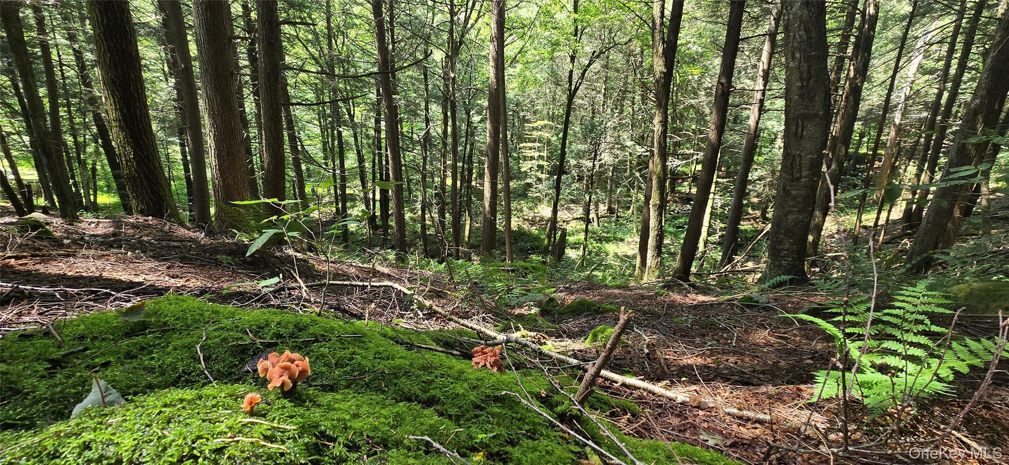 Single Family Denning Road  Ulster County, NY 12725, MLS-1034153-47