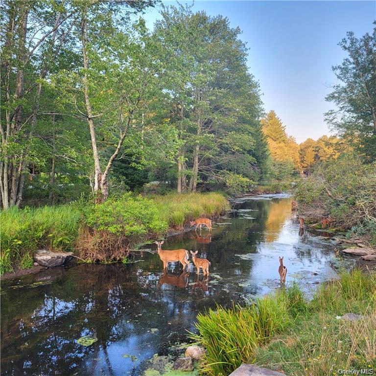 Single Family Pine Grove Road  Sullivan County, NY 12720, MLS-1038995-30