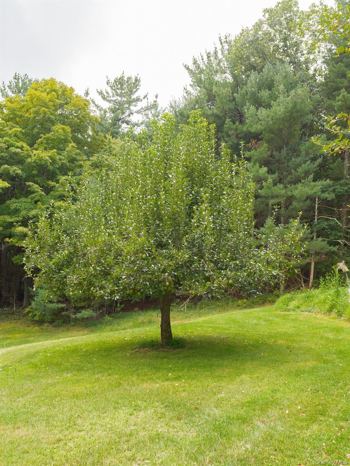Single Family Mountain View Road Dutchess County, NY 12572, MLS-1044719-11