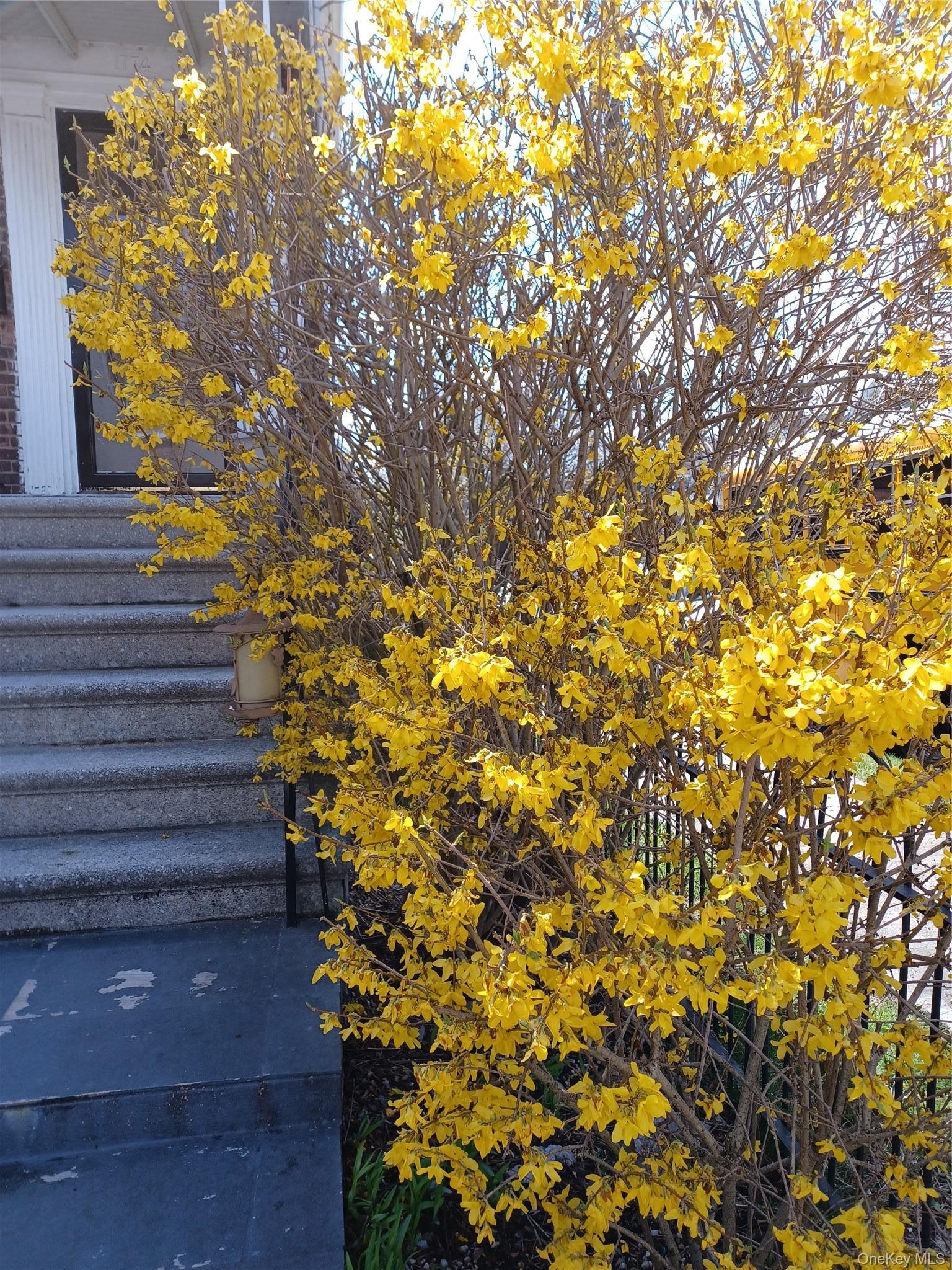 Single Family Pitman Avenue  Bronx, NY 10466, MLS-1052864-31