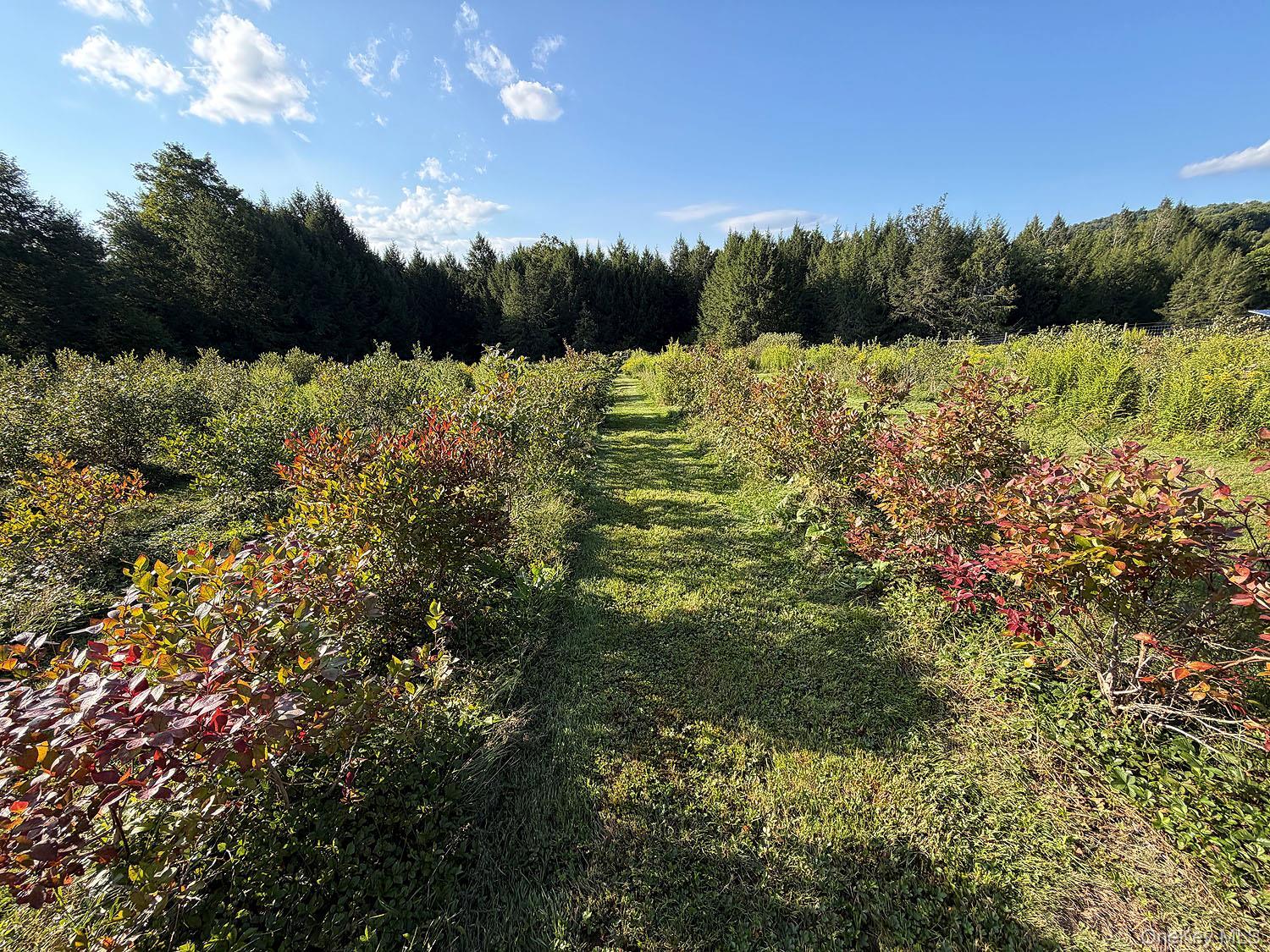 Single Family Schuman Road Out Of Area, NY 18415, MLS-1056258-31