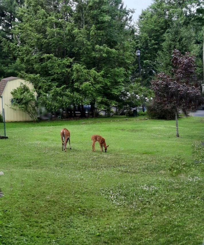 Single Family Morris  Sullivan County, NY 12759, MLS-833178-26