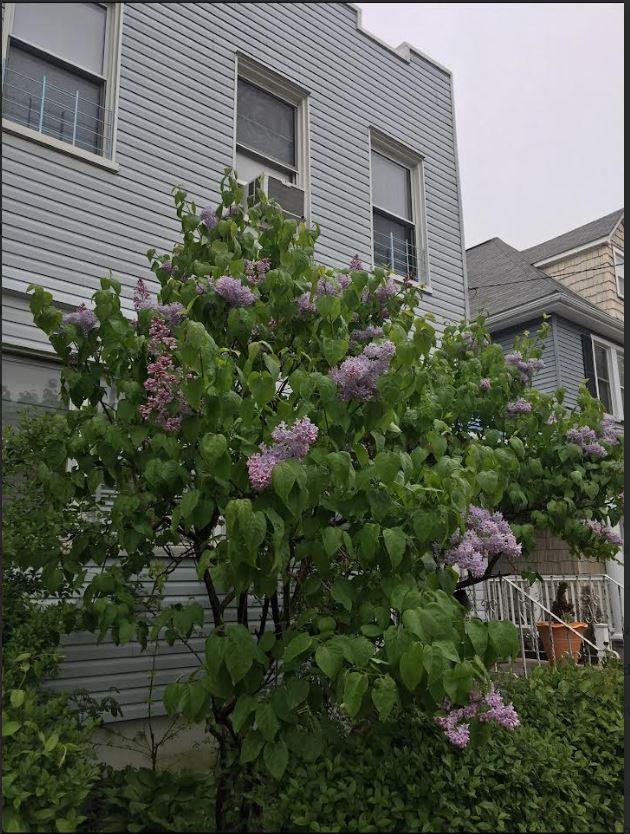 Single Family 73rd  Queens, NY 11385, MLS-836925-6