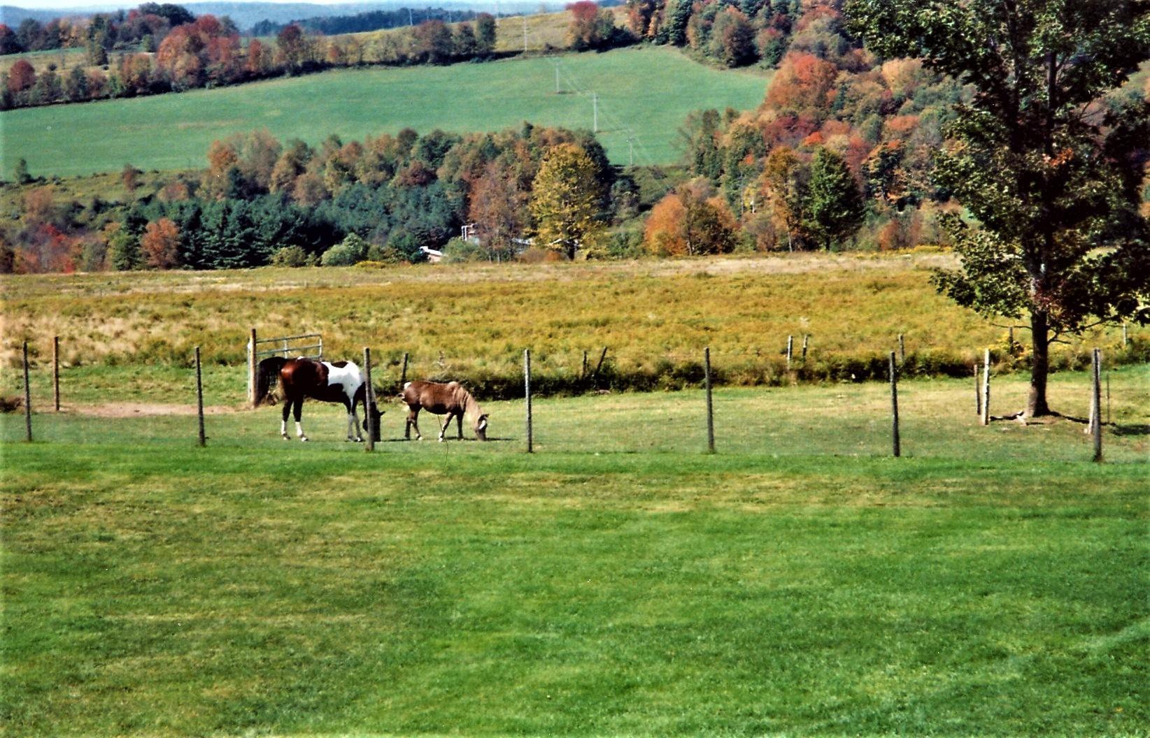 Single Family Beechwoods  Sullivan County, NY 12723, MLS-849154-31