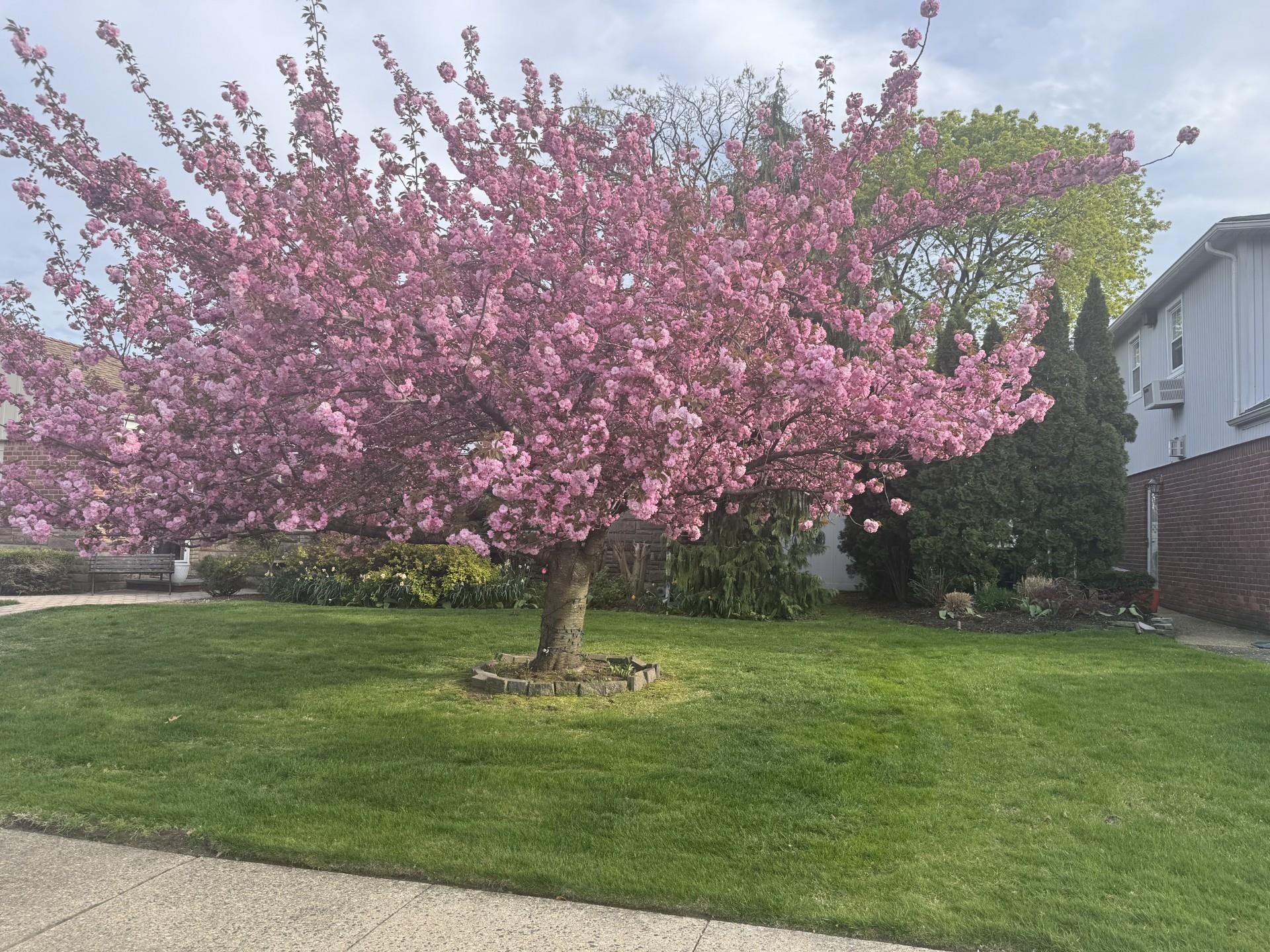 Single Family Chestnut  Nassau County, NY 11580, MLS-856020-3