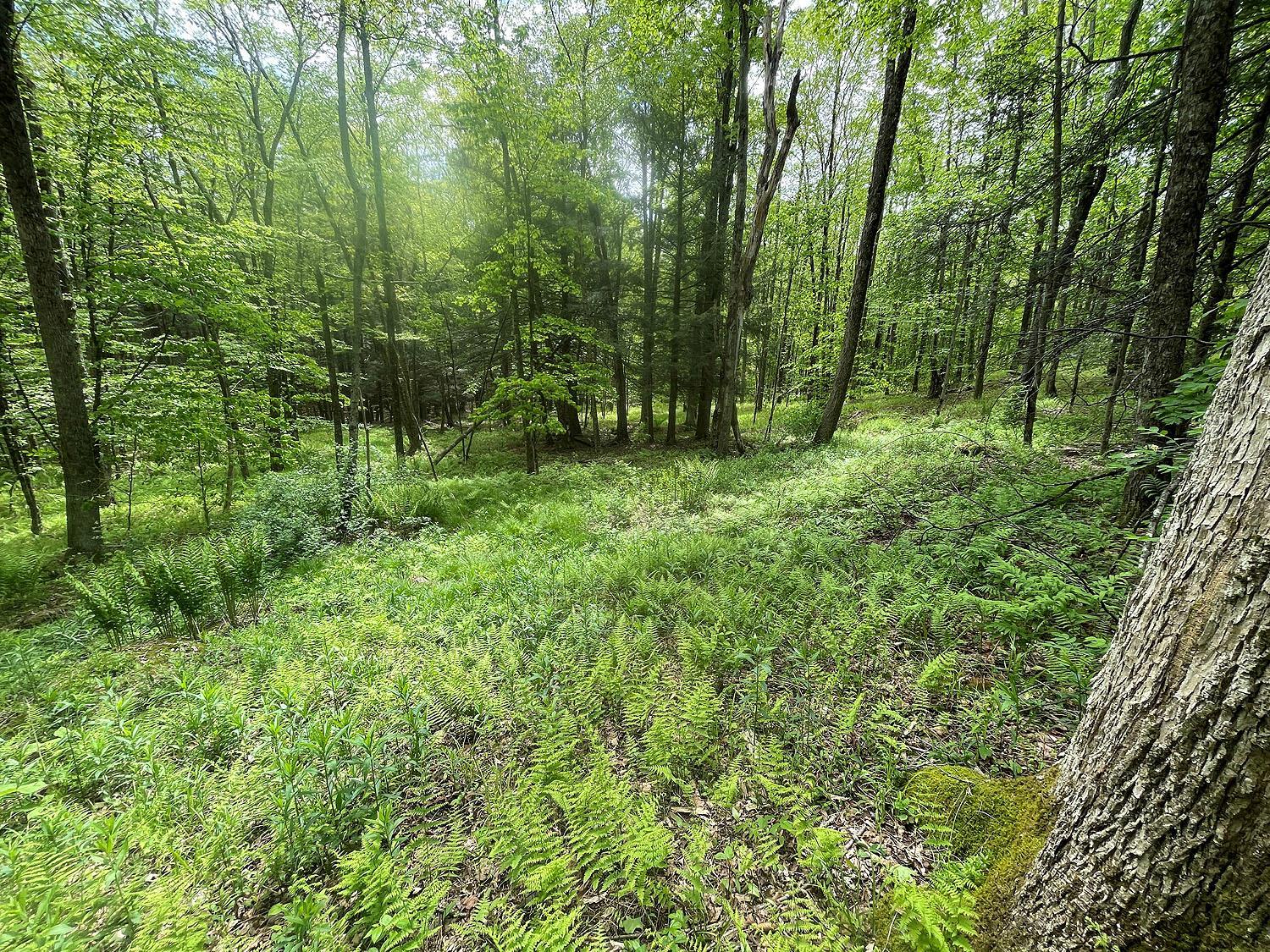 Single Family Eminence  Delaware County, NY 13783, MLS-862727-42
