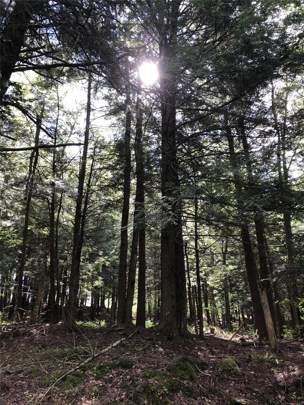 Single Family Forest  Sullivan County, NY 12758, MLS-863601-30