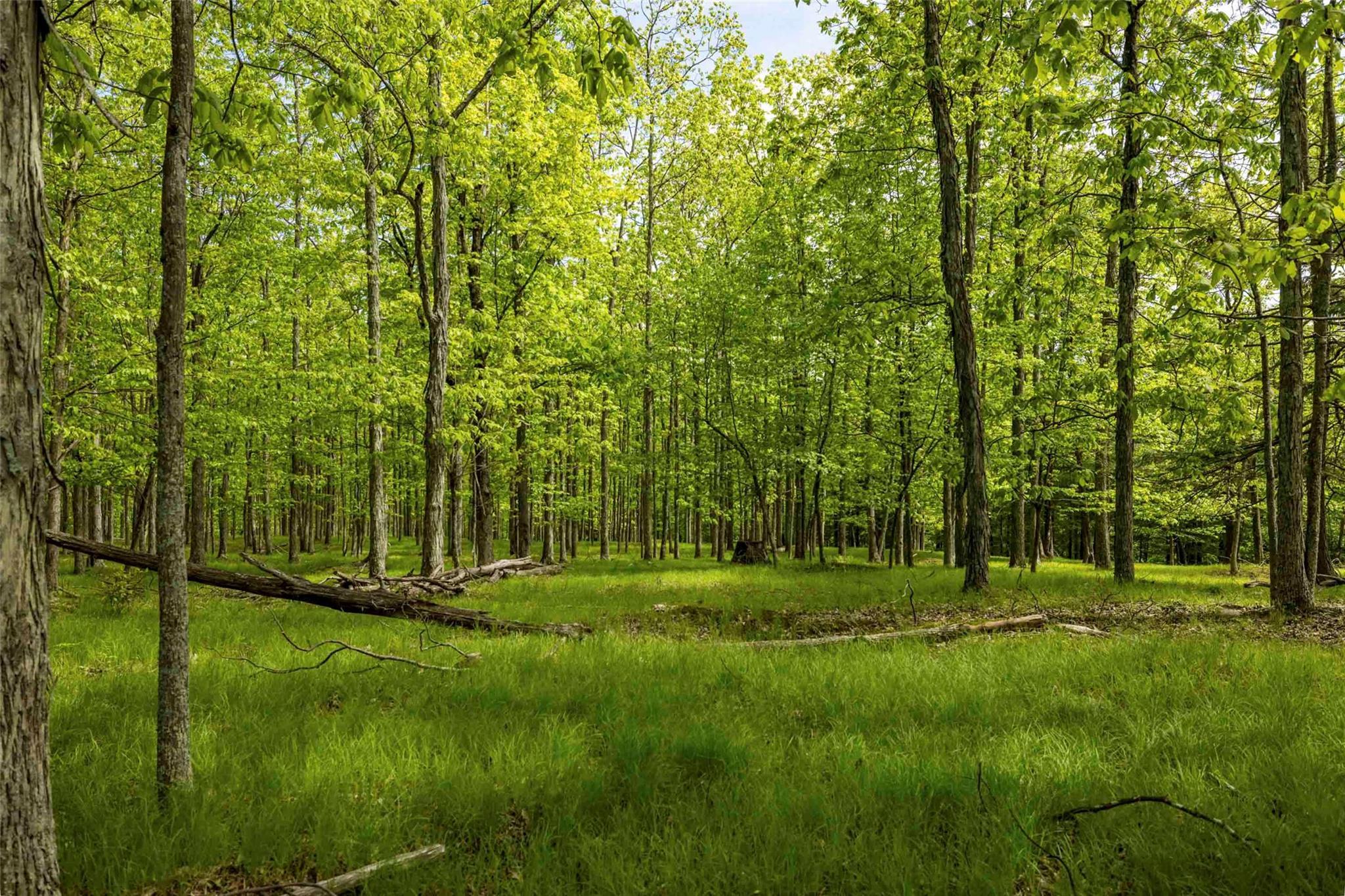 Single Family Forest Camp  Ulster County, NY 12489, MLS-873029-12