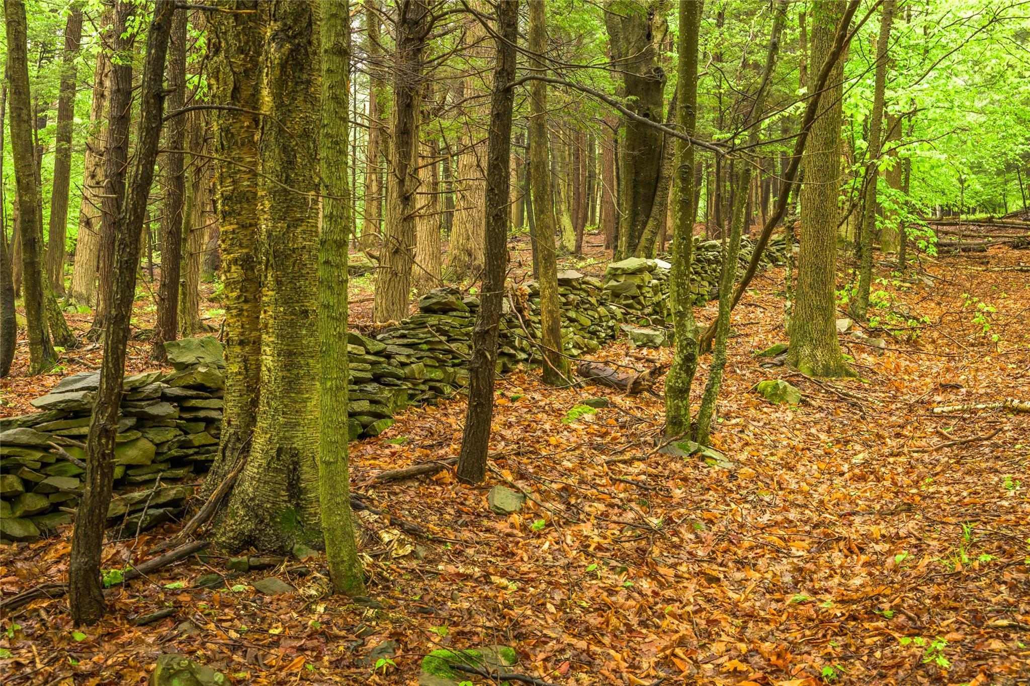 Single Family County Route 351  Albany County, NY 12471, MLS-873203-26