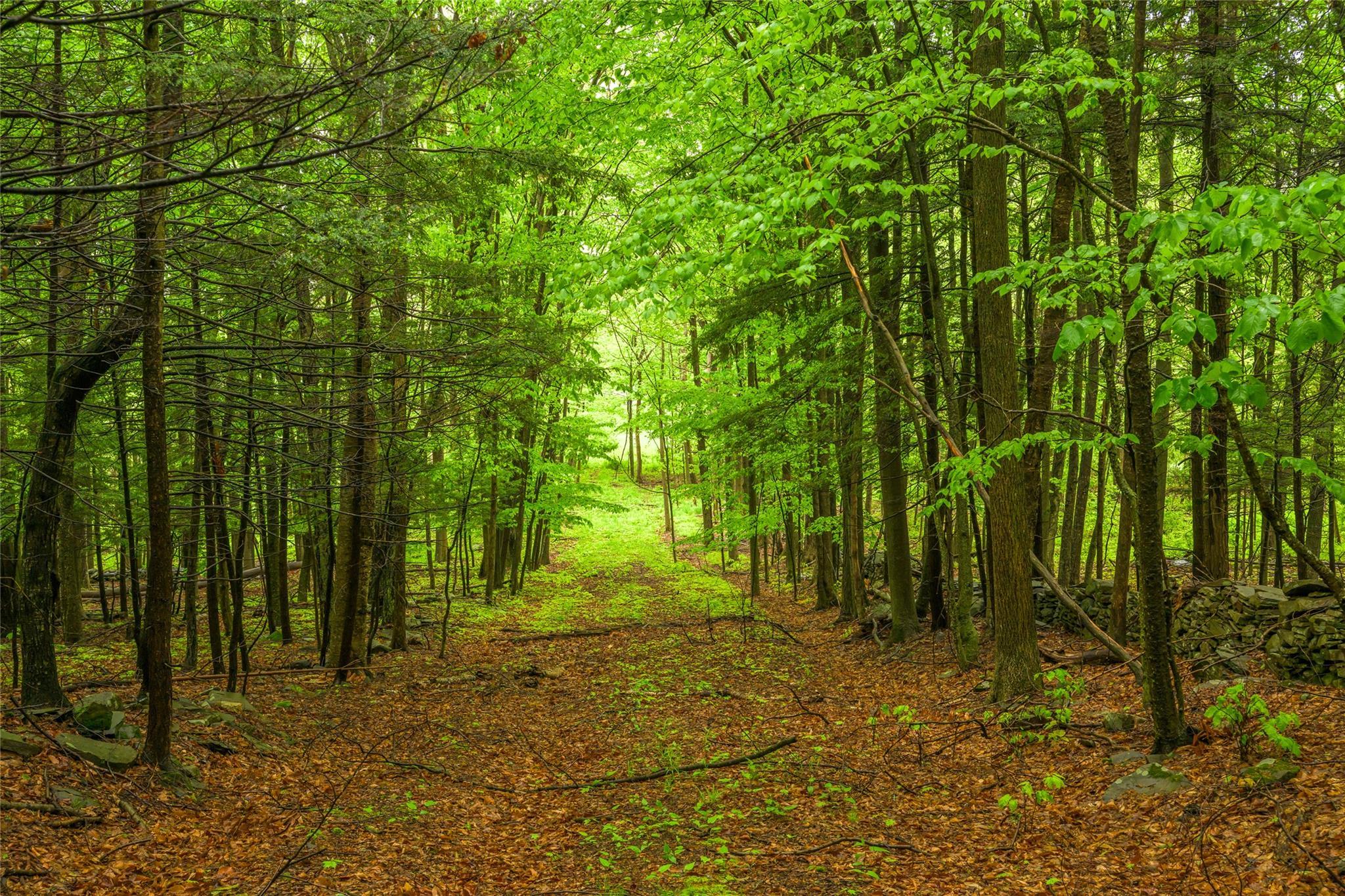 Single Family County Route 351  Albany County, NY 12471, MLS-873203-27