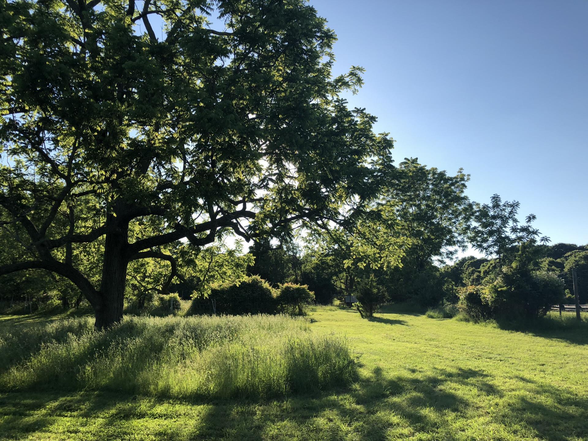 Single Family Landing Meadow  Suffolk County, NY 11787, MLS-873824-11