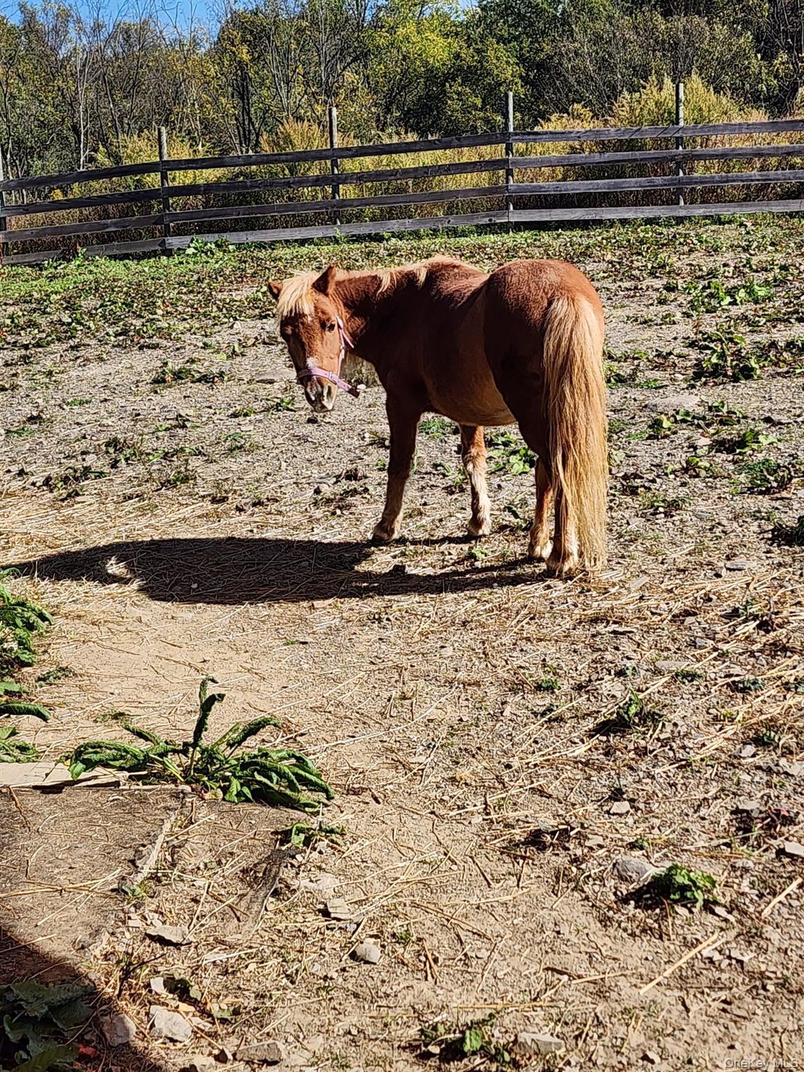 Single Family Scotchtown  Orange County, NY 10941, MLS-875217-38