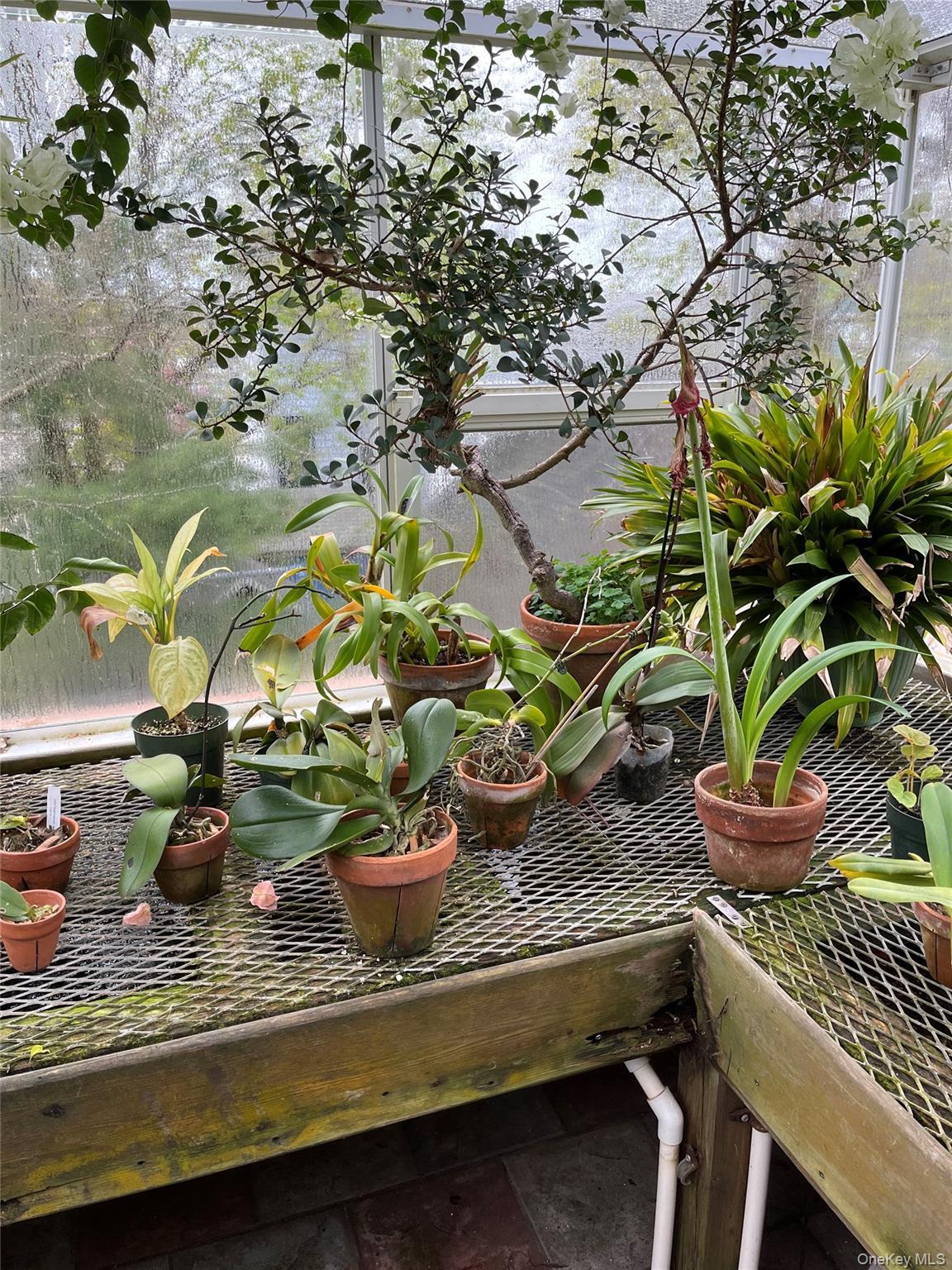 Single Family Walnut  Nassau County, NY 11563, MLS-884324-31