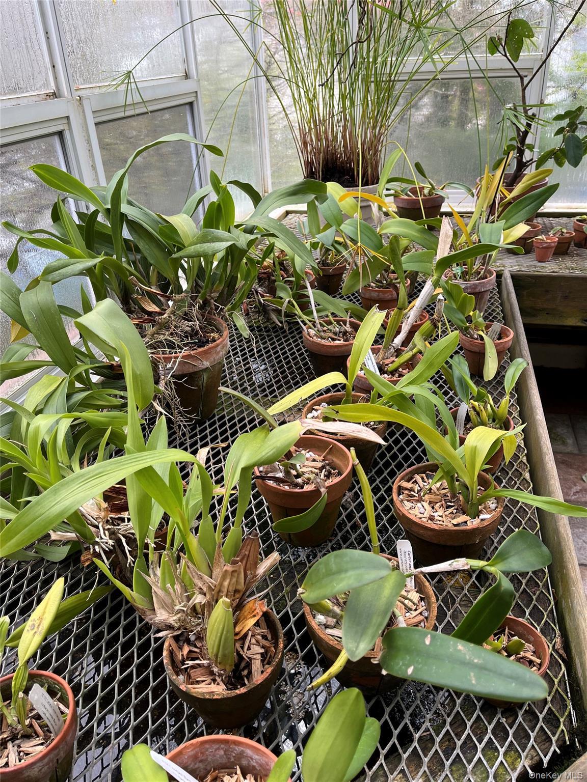 Single Family Walnut  Nassau County, NY 11563, MLS-884324-32