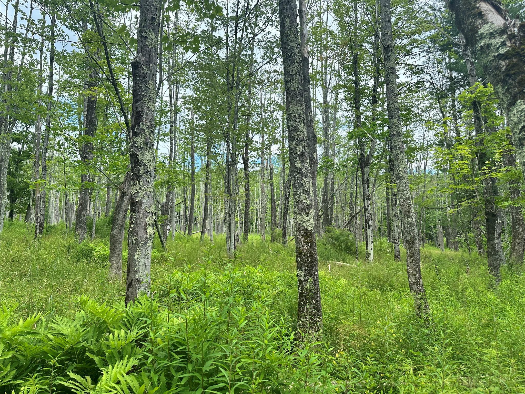 Single Family Route 13  Greene County, NY 12468, MLS-887335-26