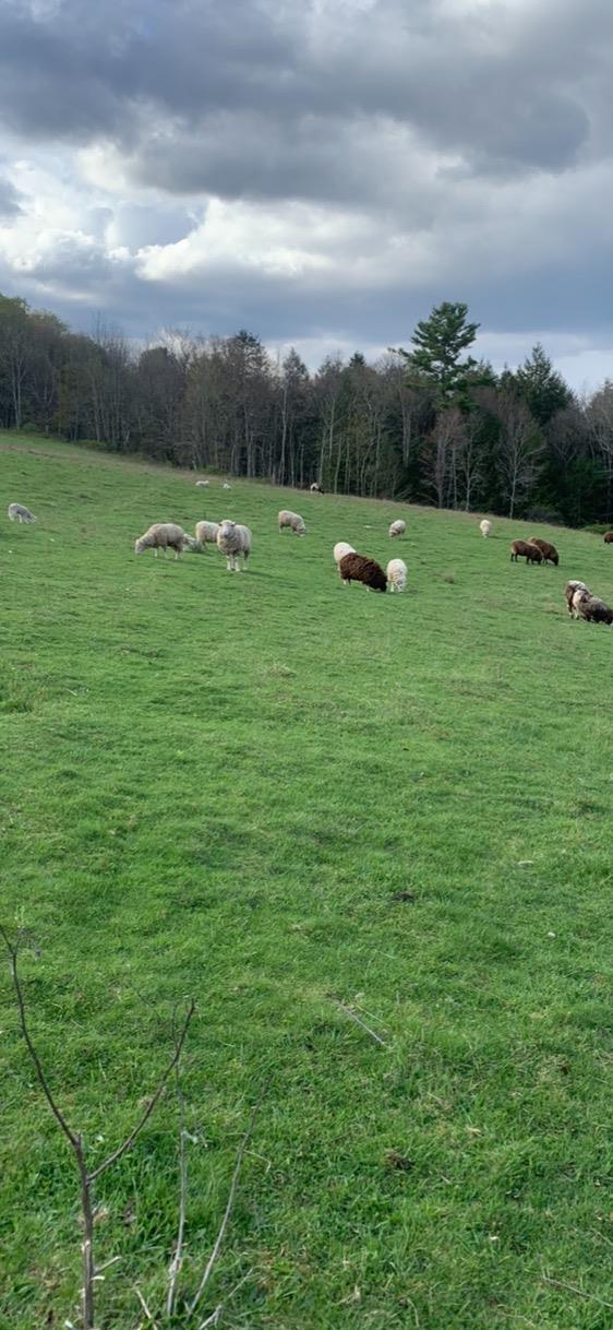 Single Family Burr  Sullivan County, NY 12726, MLS-887874-10