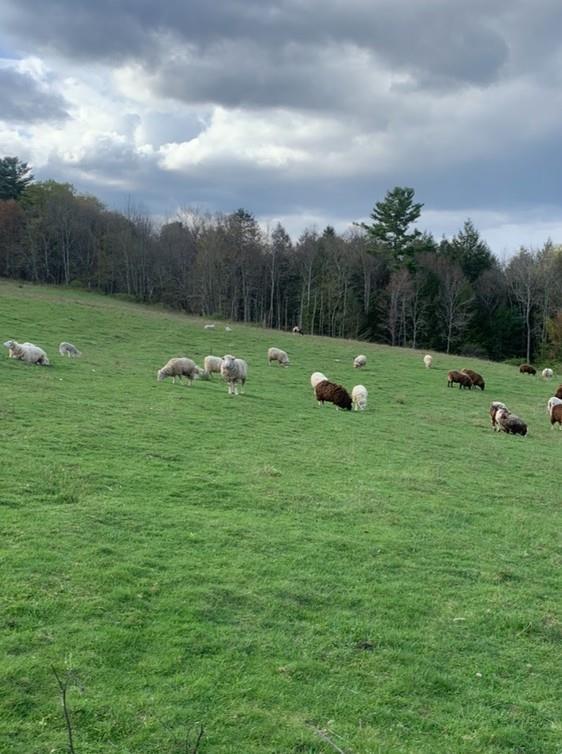 Single Family Burr  Sullivan County, NY 12726, MLS-887874-4