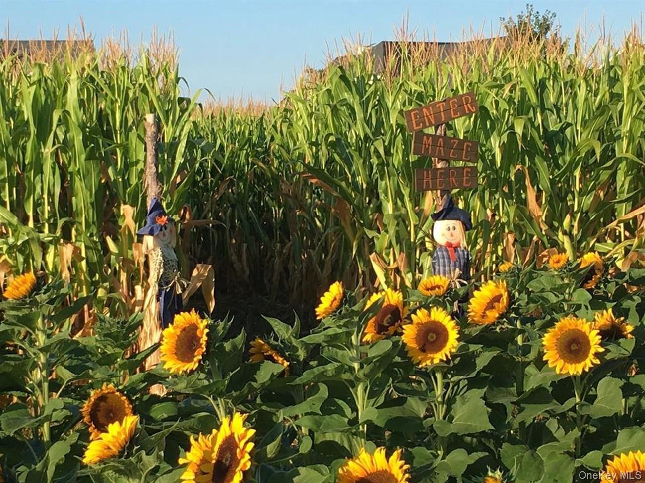 Single Family Skunk Suffolk County, NY 11935, MLS-897165-40