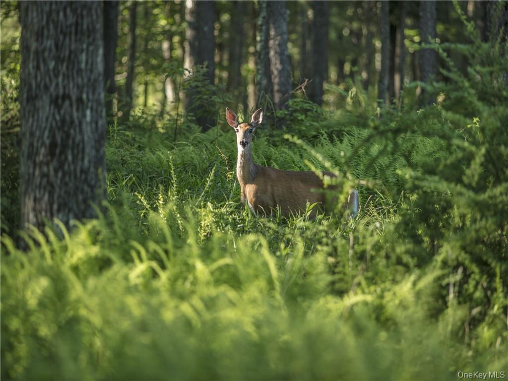 Single Family Woodstone  Sullivan County, NY 12737, MLS-899402-33