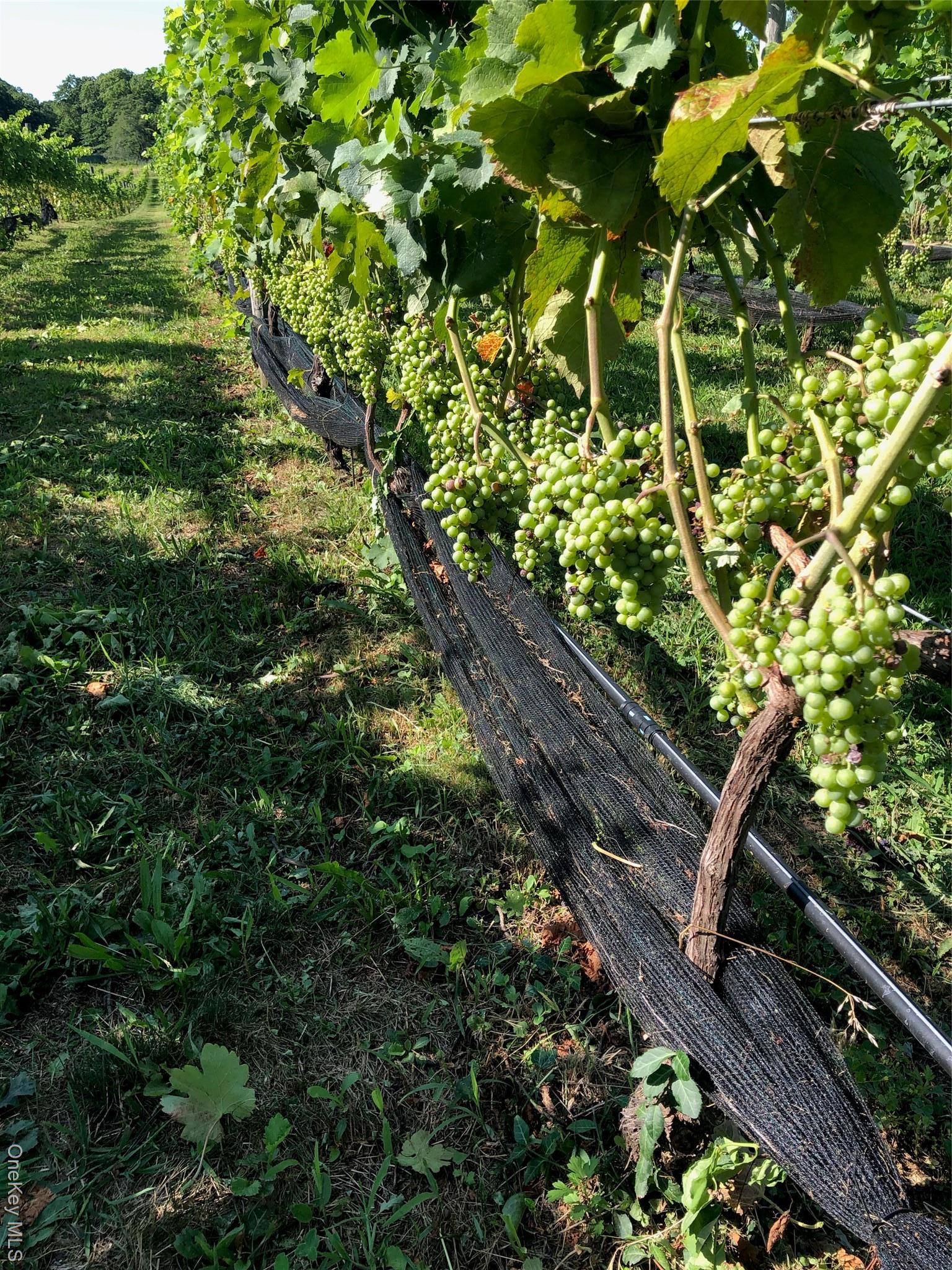 Single Family Main Suffolk County, NY 11935, MLS-900202-37