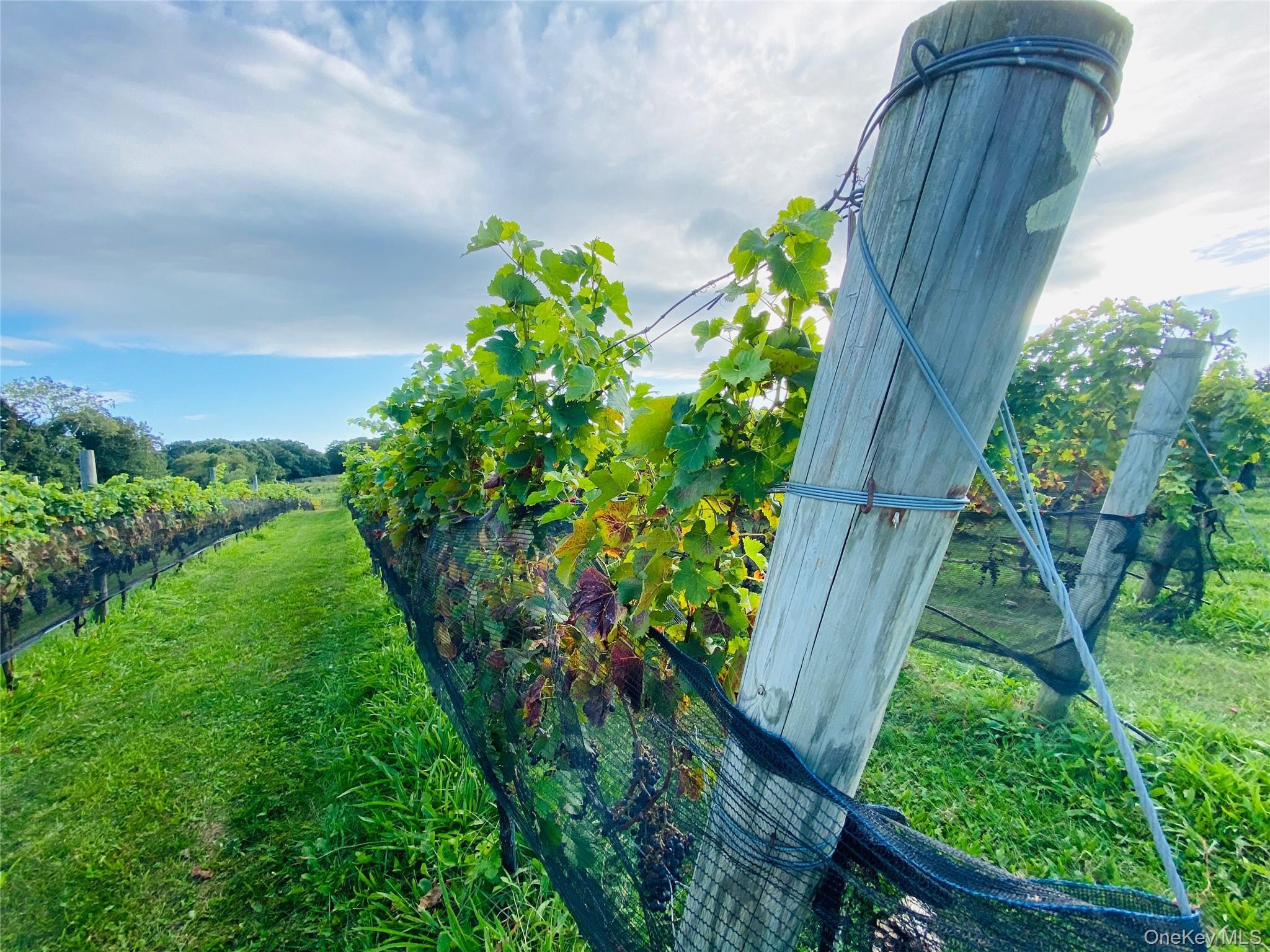 Single Family Main Suffolk County, NY 11935, MLS-900202-38