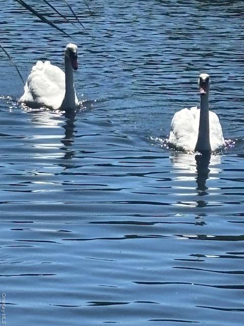 Single Family Roosevelt  Suffolk County, NY 11772, MLS-904930-50