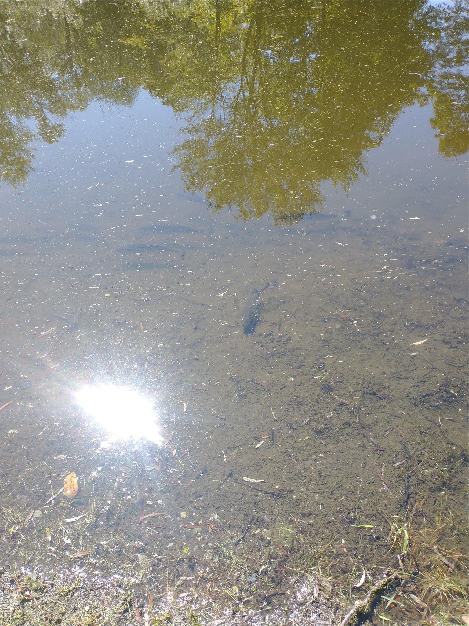 Single Family Ruskey  Dutchess County, NY 12538, MLS-905205-44