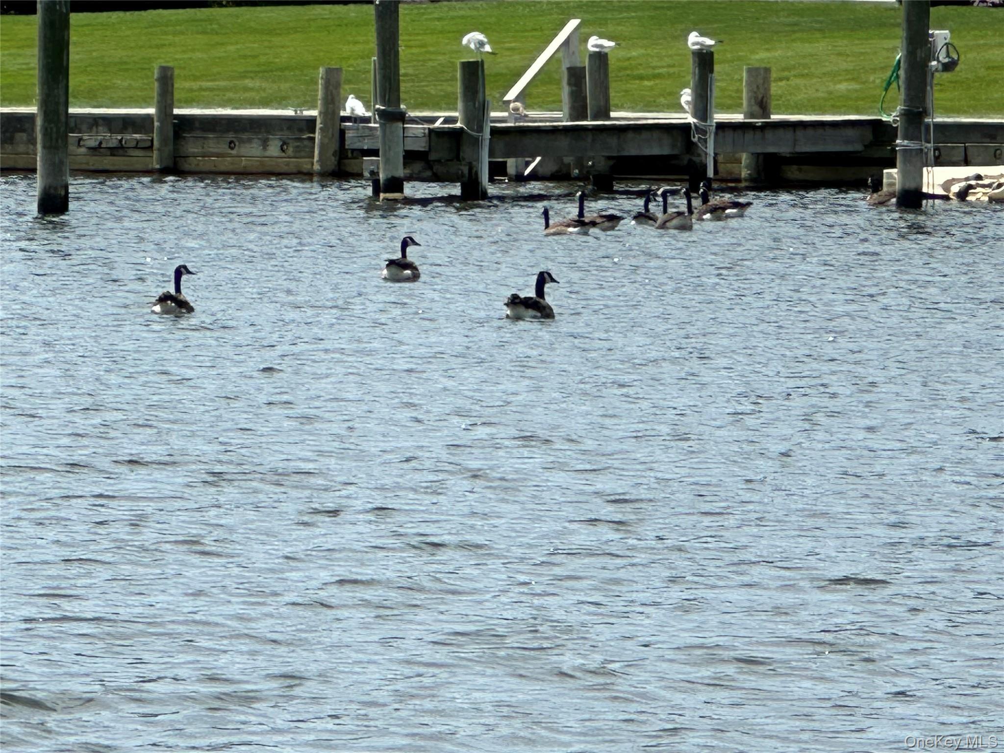 Coop Fairharbor  Suffolk County, NY 11772, MLS-906629-19