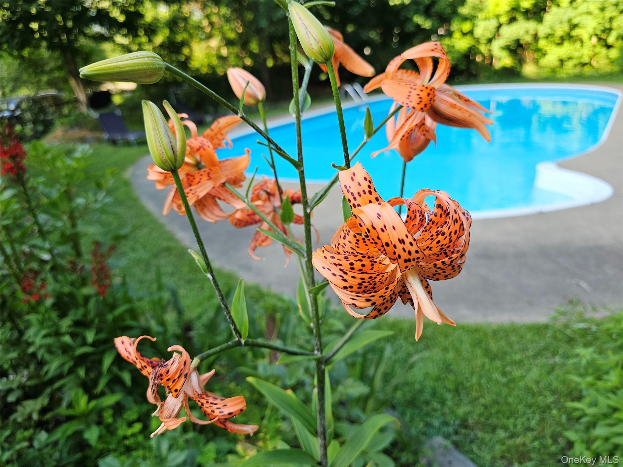 Single Family Route 212 Ulster County, NY 12477, MLS-906645-5