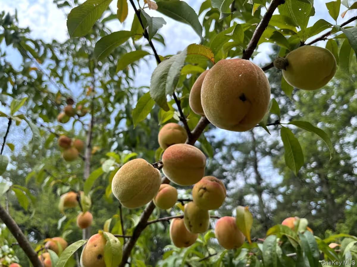 Single Family Church  Sullivan County, NY 12763, MLS-916154-19