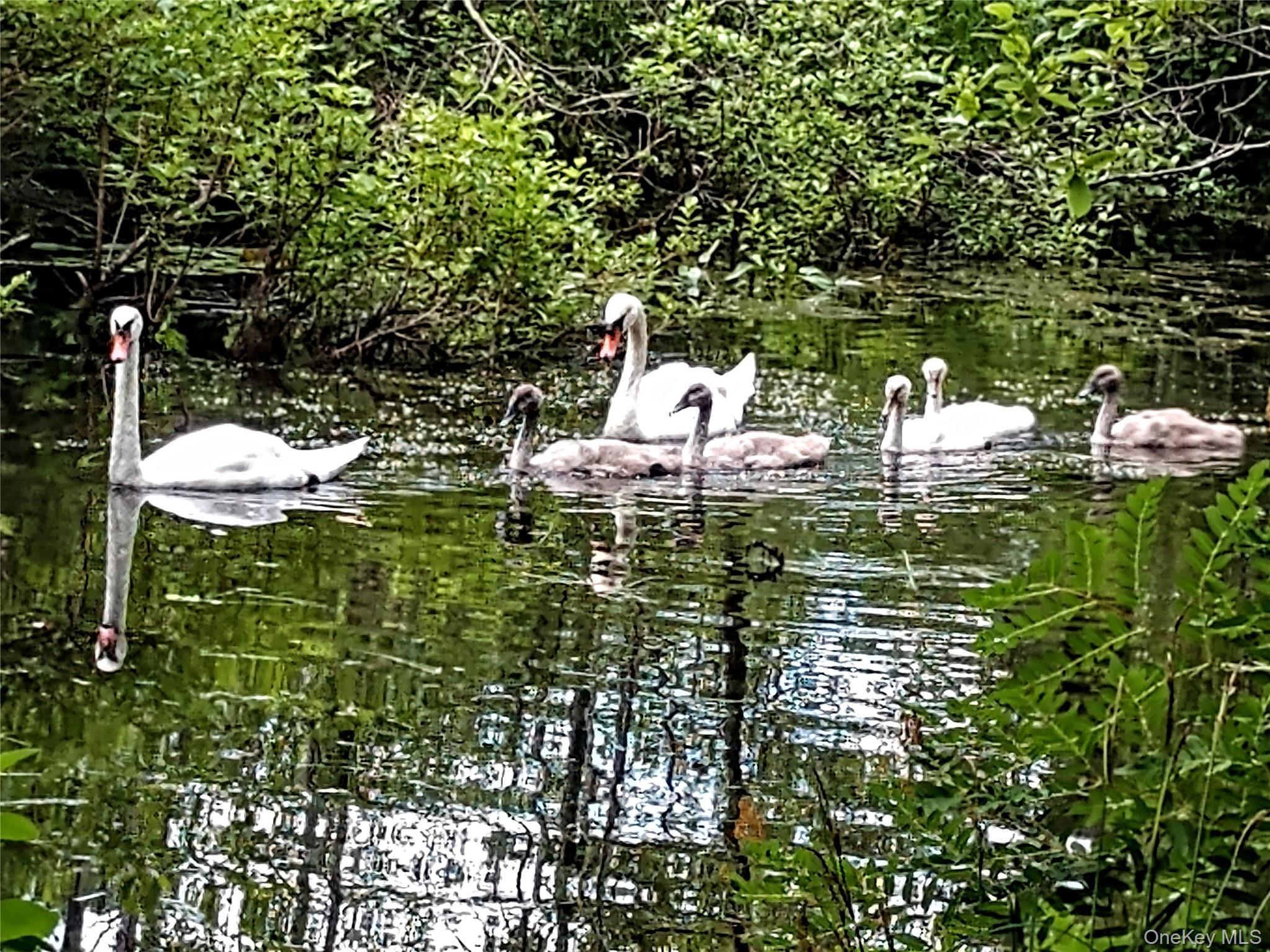 Single Family Cross Pond Westchester County, NY 10576, MLS-916235-36