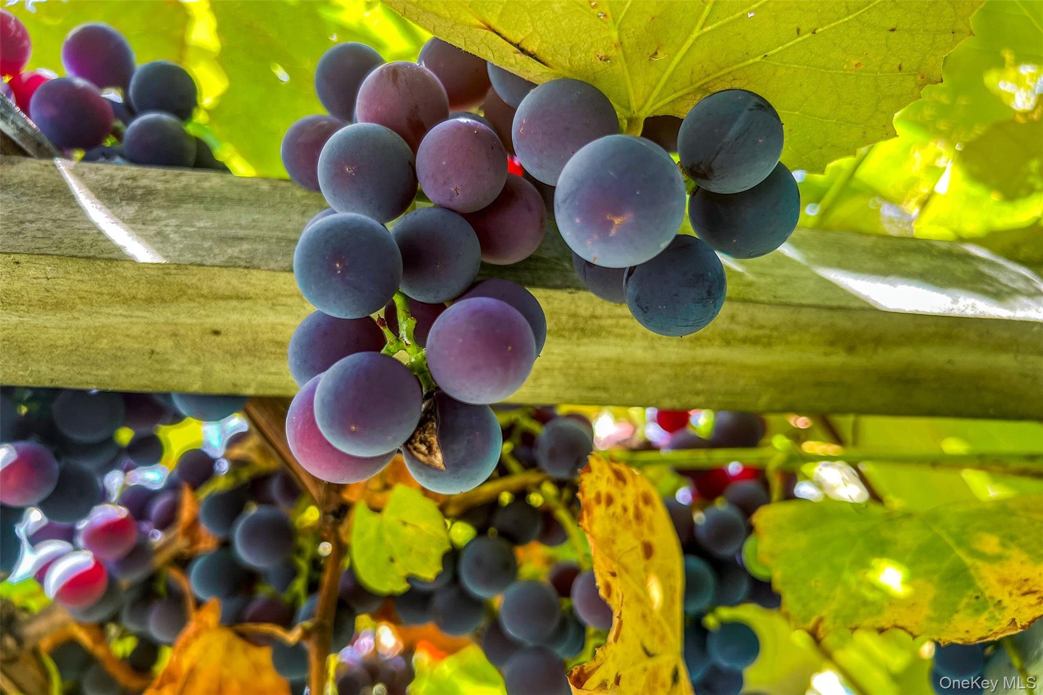 Single Family Potter Mountain Out Of Area, NY 12076, MLS-919135-43