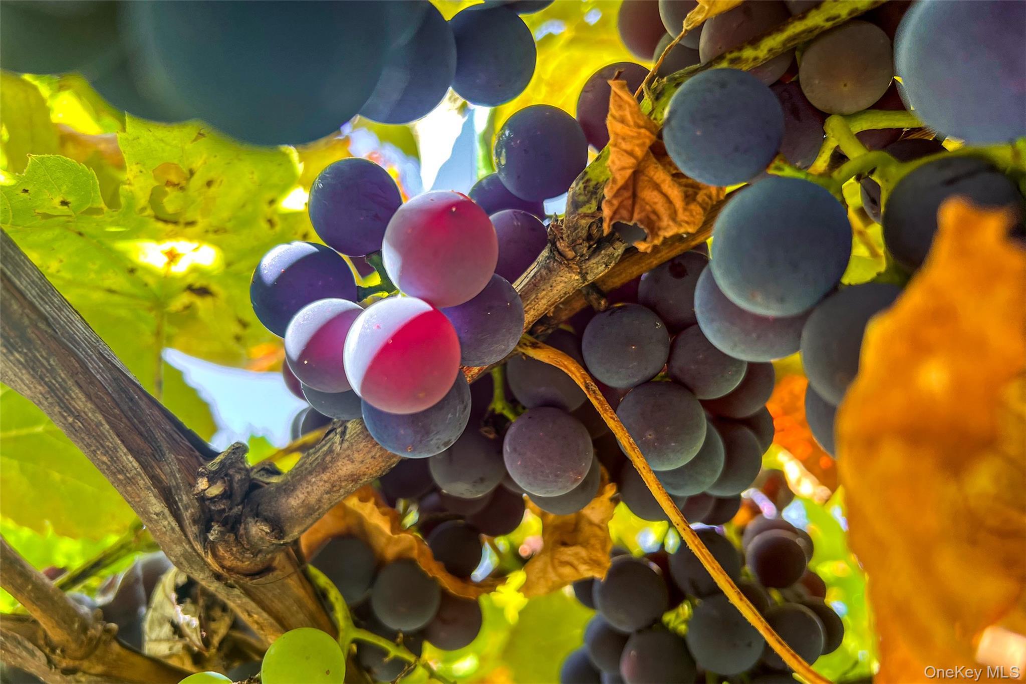 Single Family Potter Mountain Out Of Area, NY 12076, MLS-919135-44