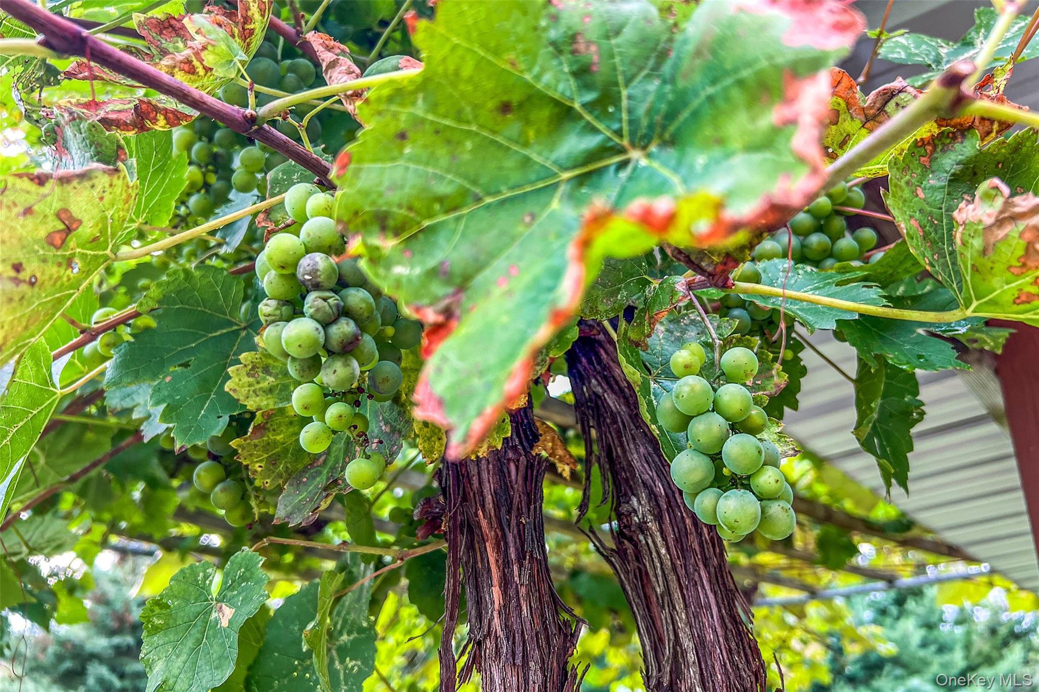 Single Family Potter Mountain Out Of Area, NY 12076, MLS-919135-45