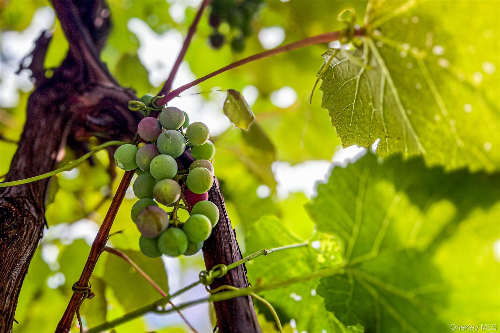 Single Family Potter Mountain Out Of Area, NY 12076, MLS-919135-46