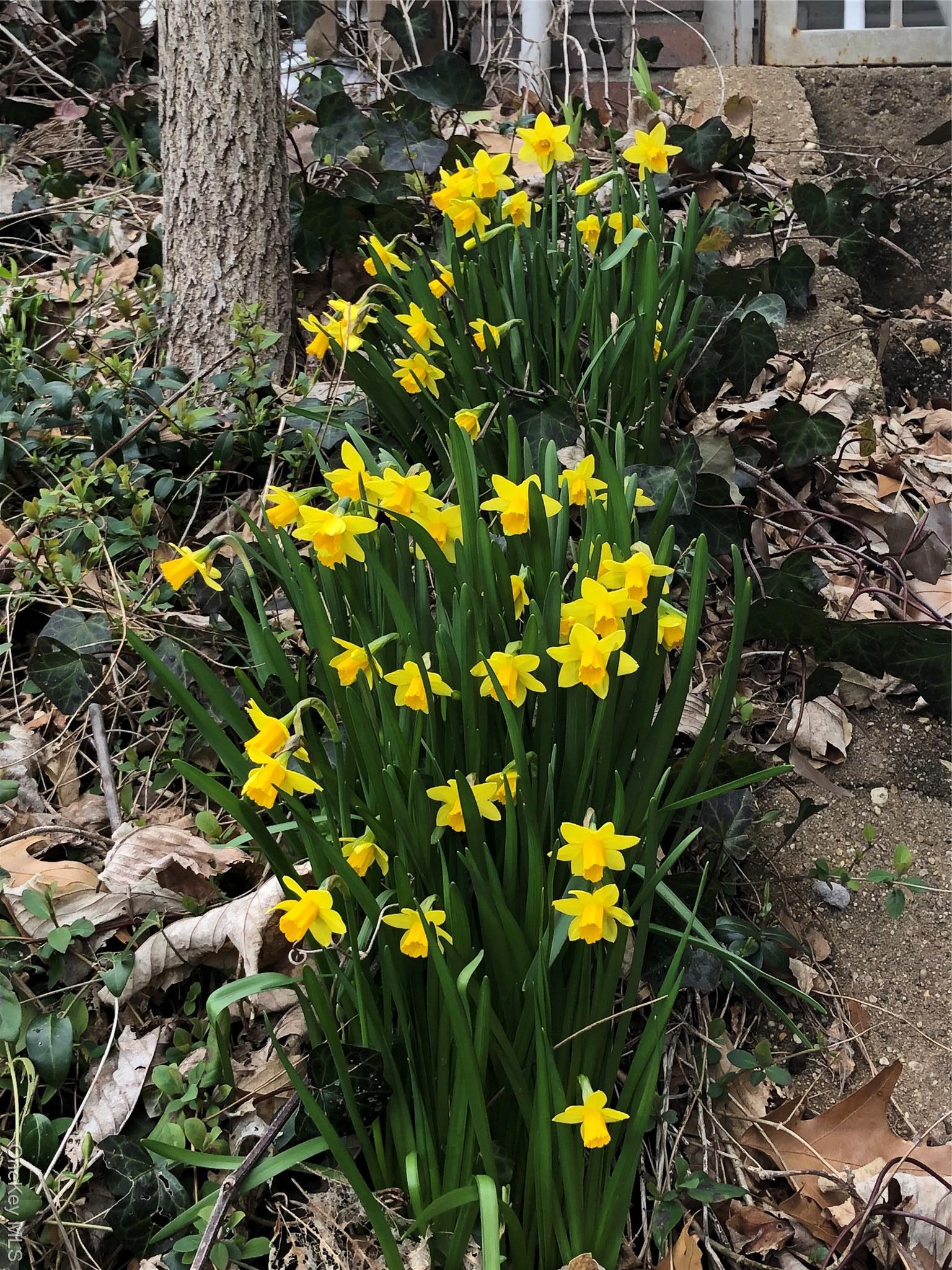 Single Family Northern Nassau County, NY 11576, MLS-922036-30