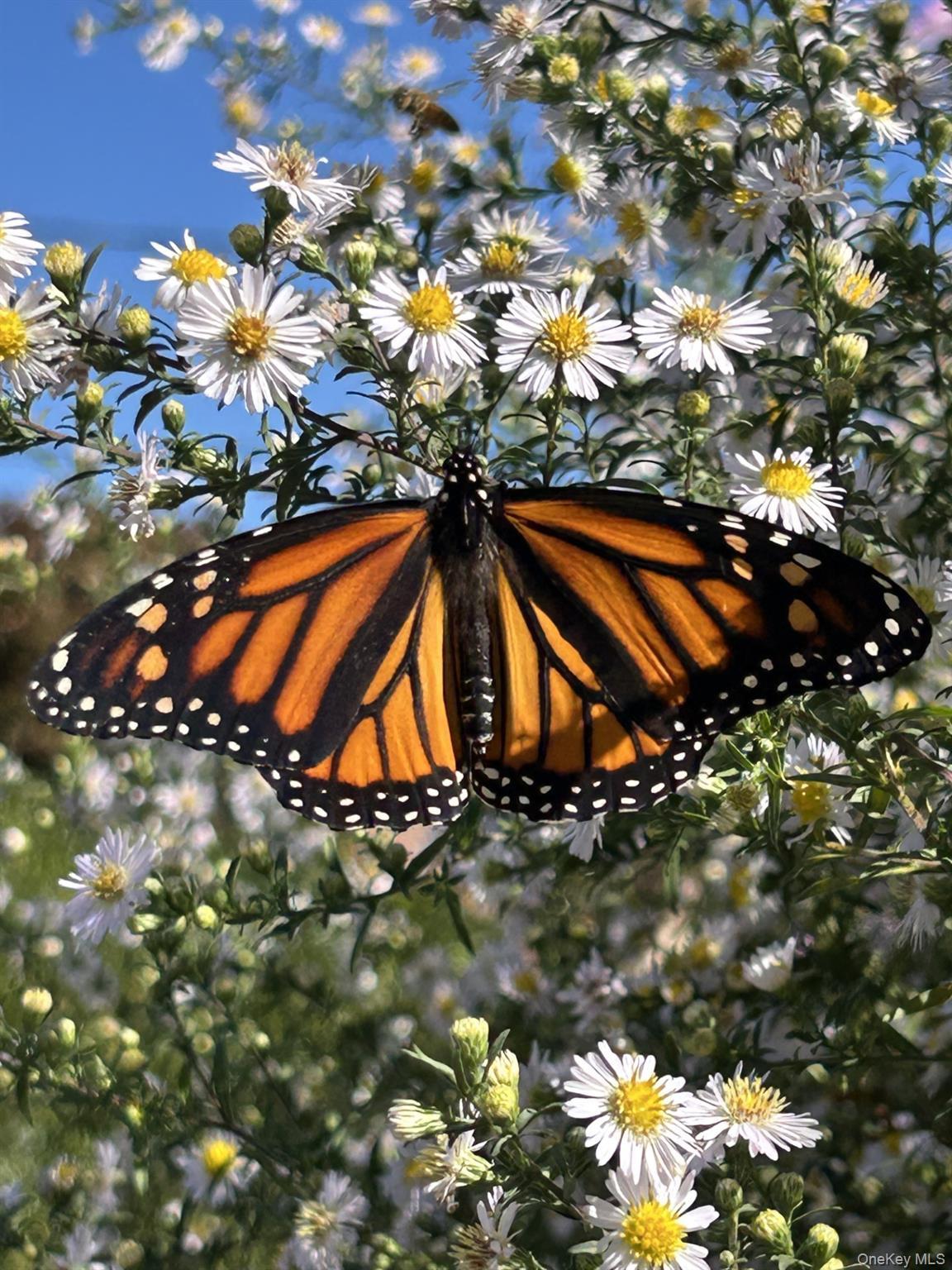 Single Family Sutton  Westchester County, NY 10562, MLS-926711-49