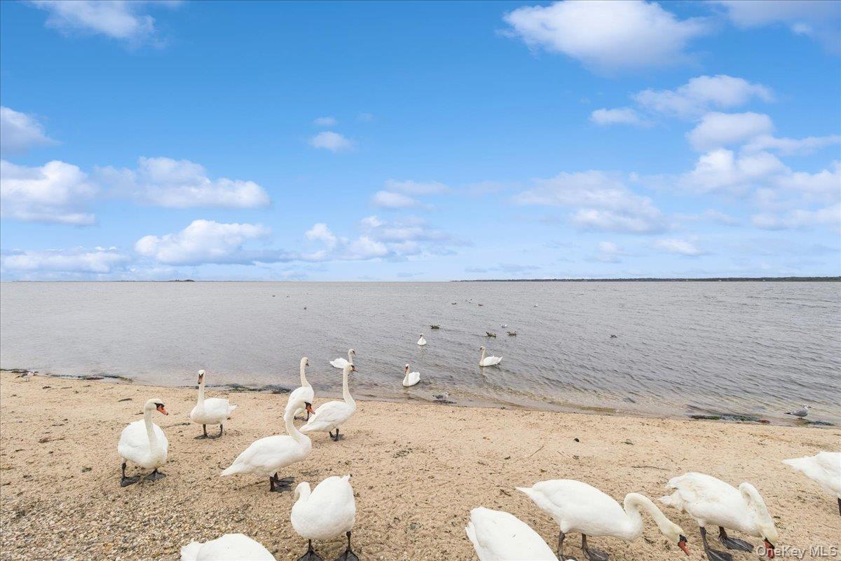 Single Family Pinetree Suffolk County, NY 11967, MLS-927442-27