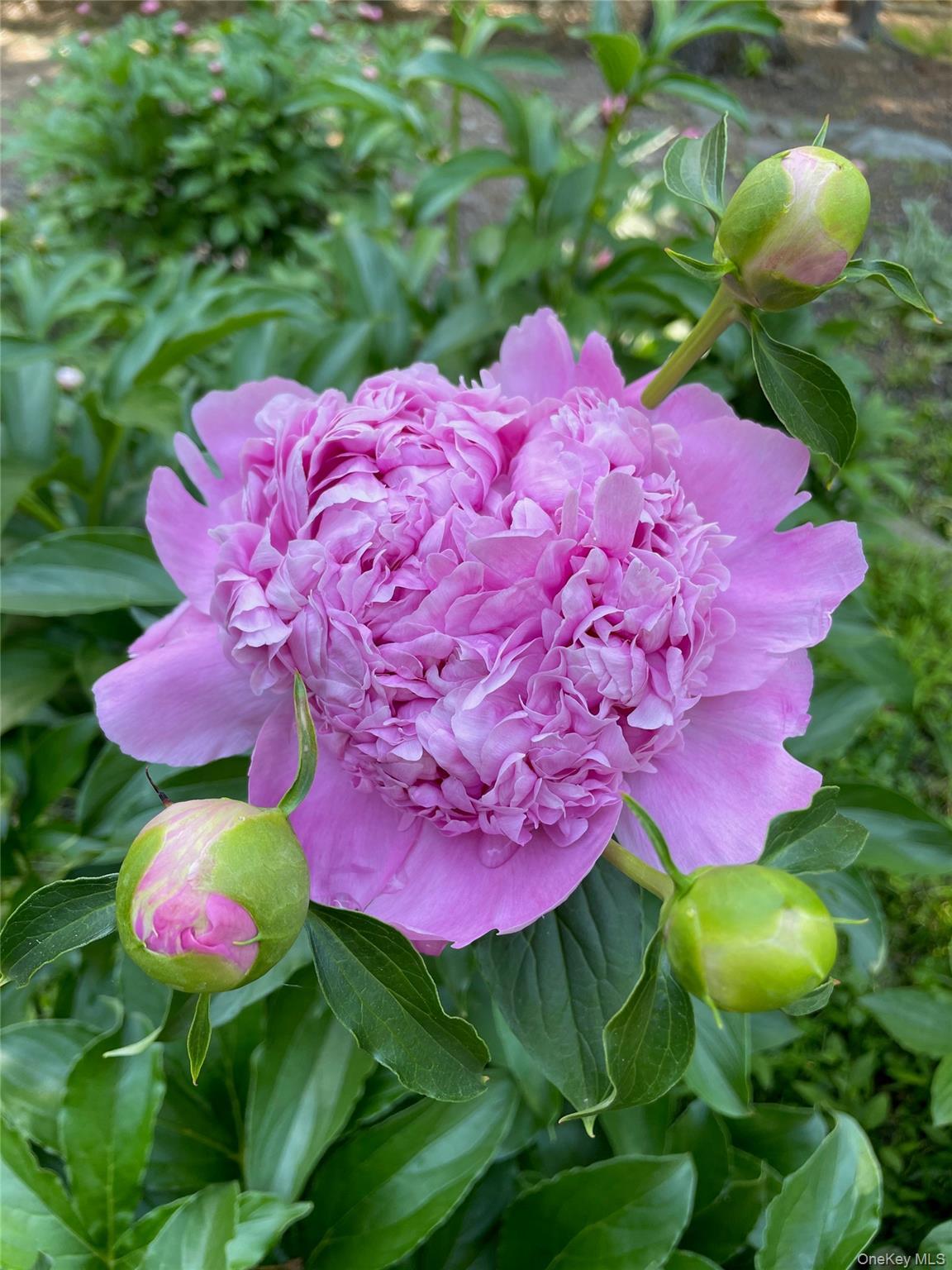 Single Family Hickory Hill Rockland County, NY 10983, MLS-933894-37