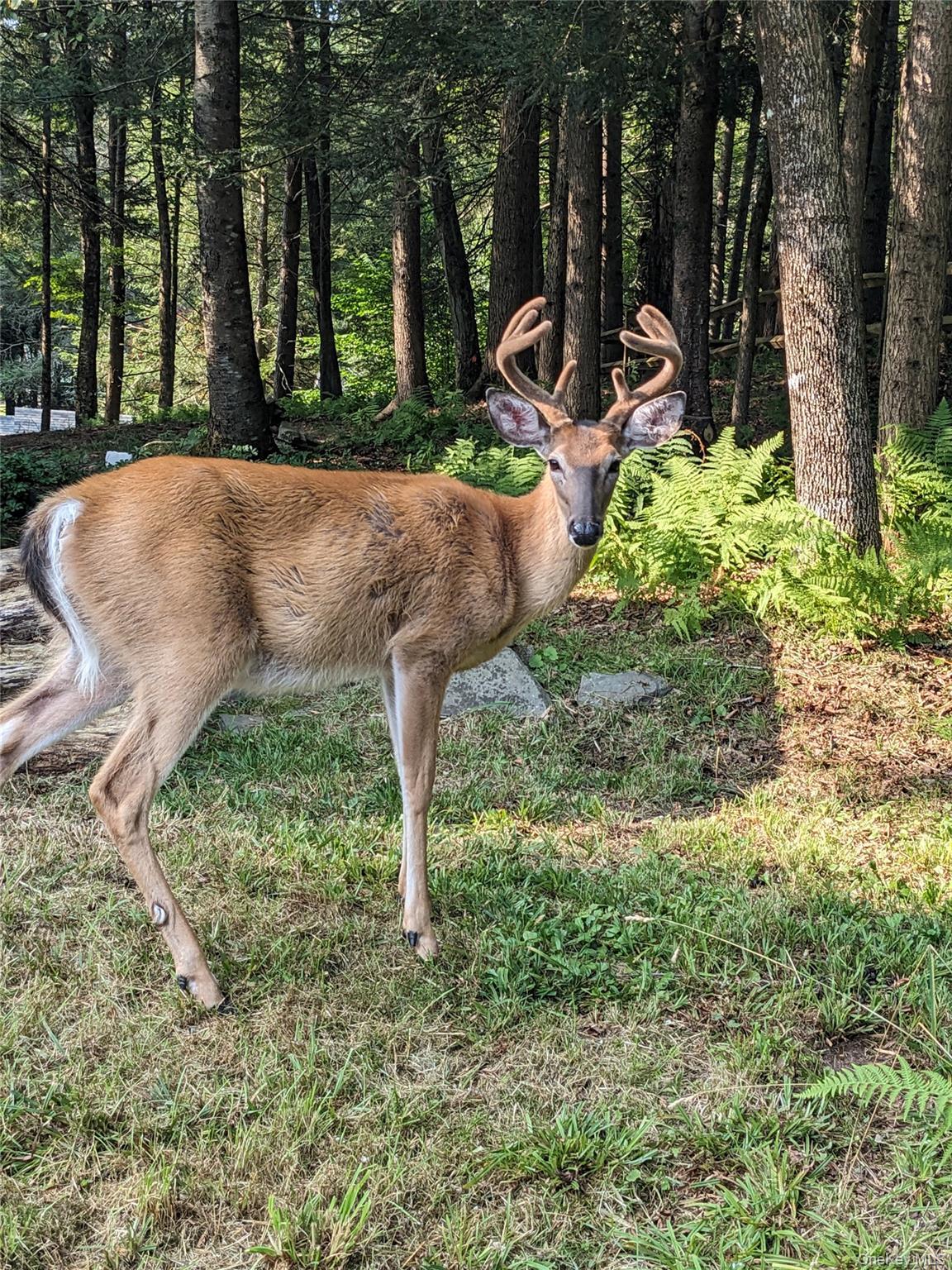 Single Family Mohican Sullivan County, NY 12778, MLS-936025-40