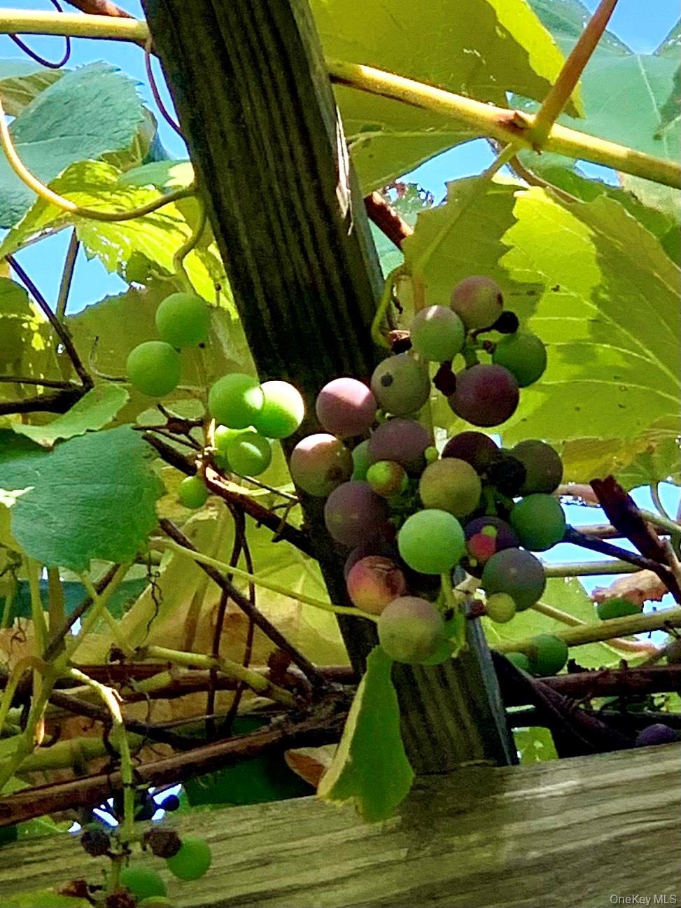 Single Family Campbell  Greene County, NY 12407, MLS-936082-9