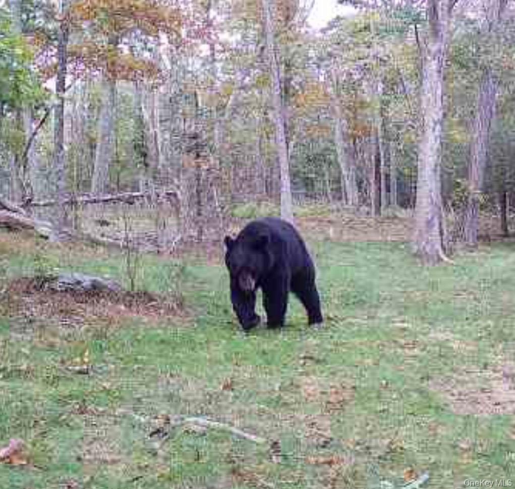Single Family Hunter  Dutchess County, NY 12592, MLS-938516-11
