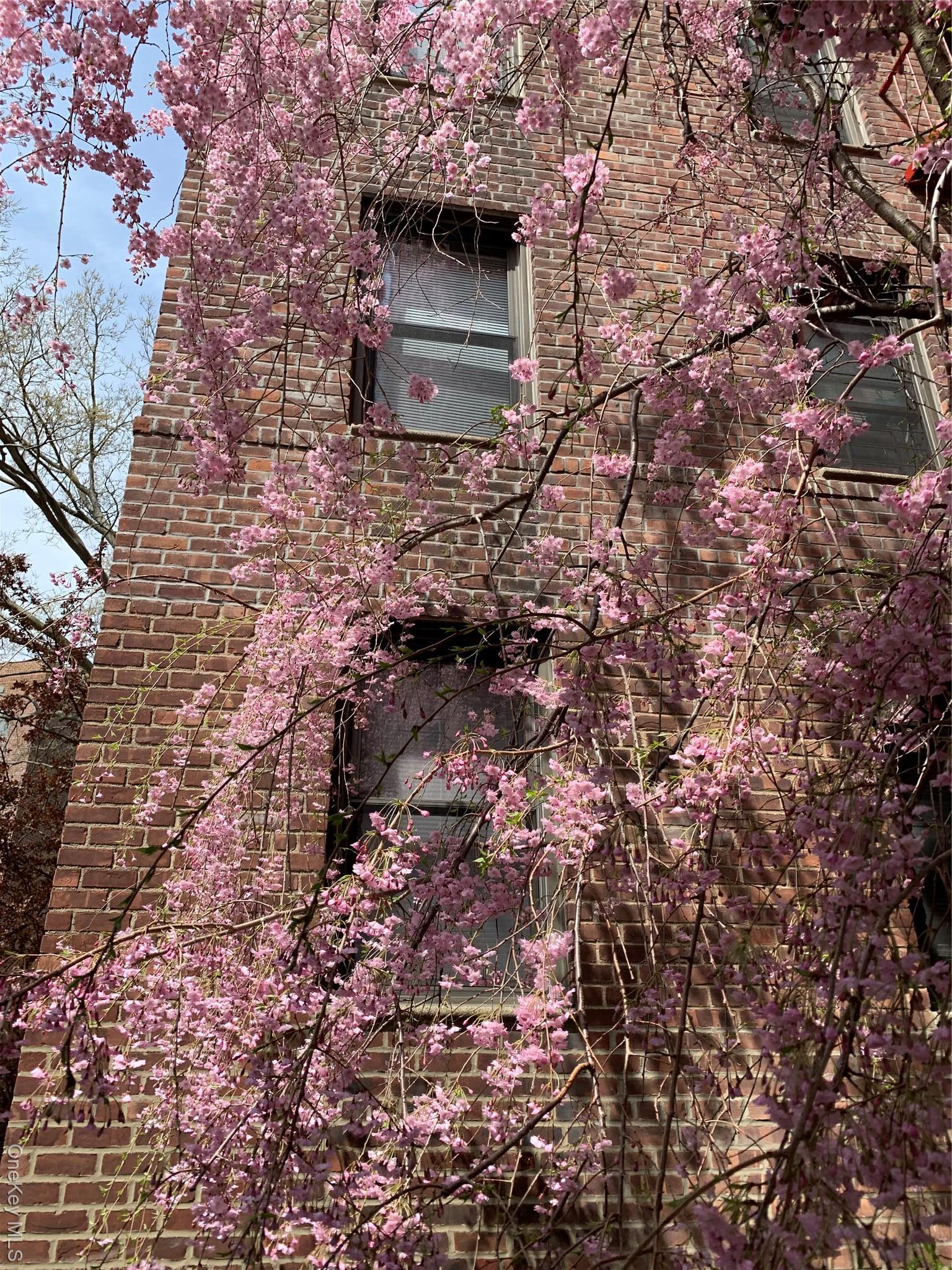 Coop 72  Queens, NY 11367, MLS-940118-16