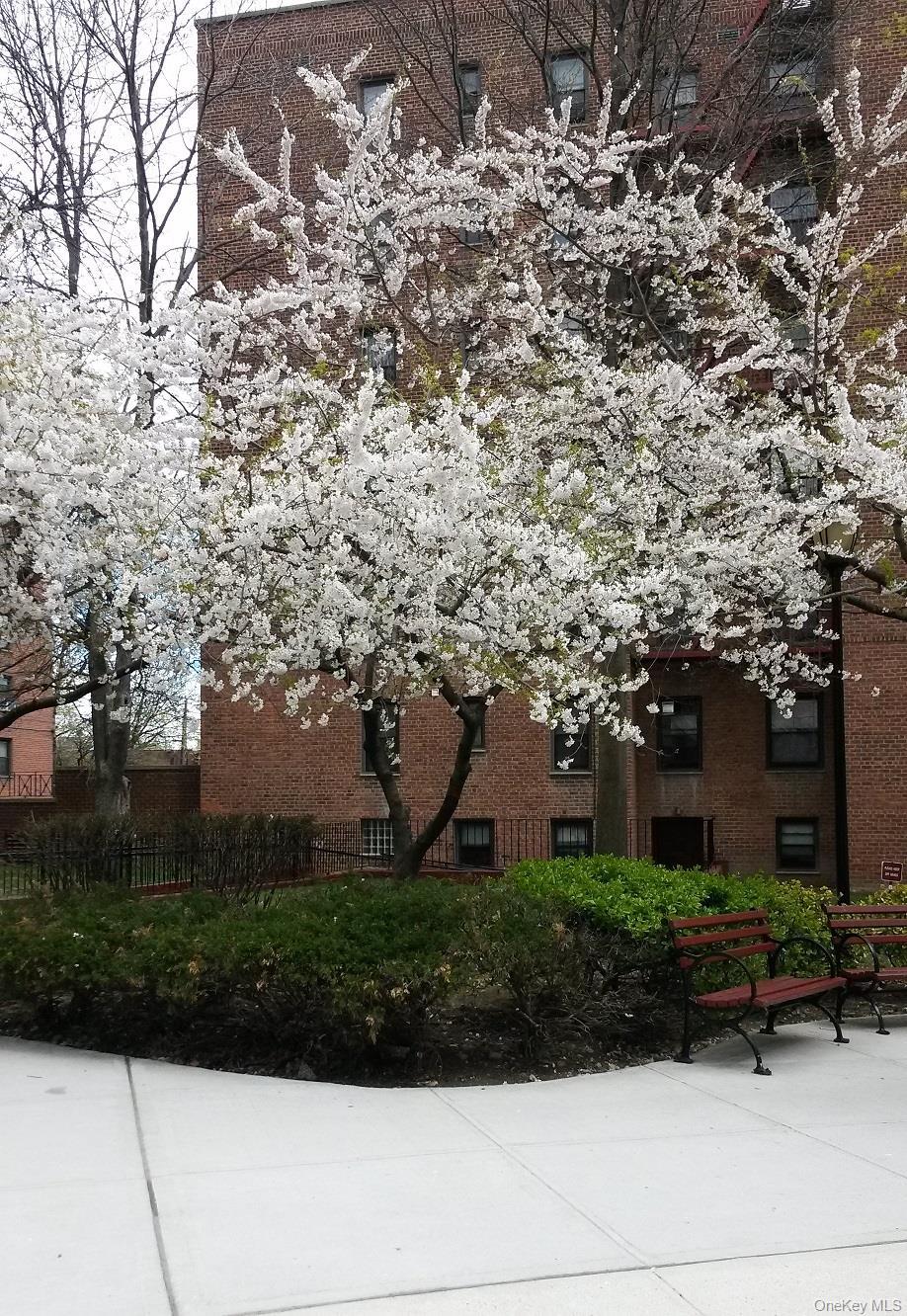 Coop 72  Queens, NY 11367, MLS-940118-3