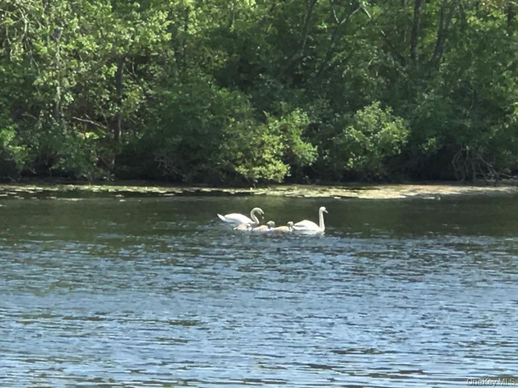 Single Family Main  Suffolk County, NY 11901, MLS-944406-19