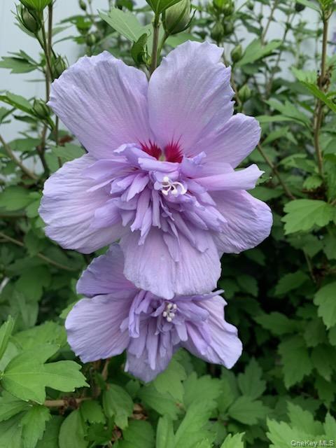 Single Family Fresh Pond  Suffolk County, NY 11933, MLS-948500-18