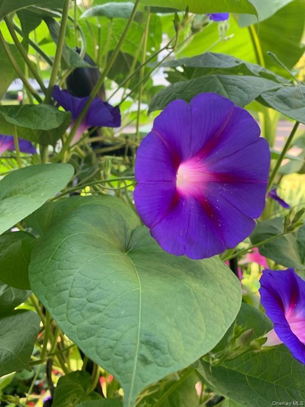 Single Family Fresh Pond  Suffolk County, NY 11933, MLS-948500-20